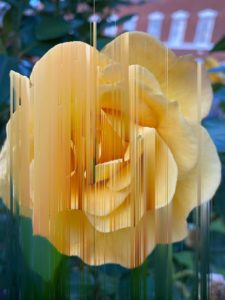 A photo of a yellow rose edited to make it seem it is glitching