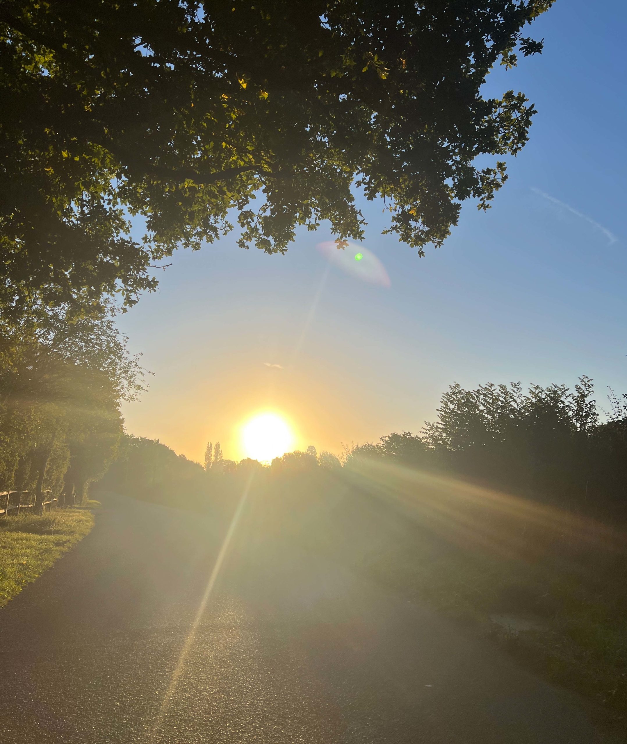 A photograph of the sun setting behind some trees