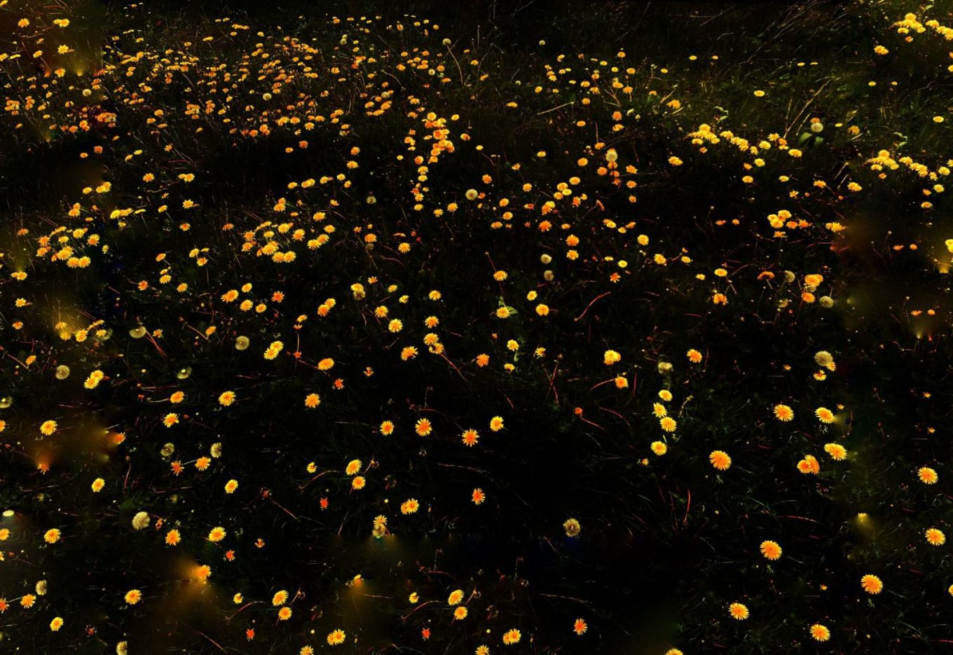 Photograph in dark tones of a field of yellow daisies